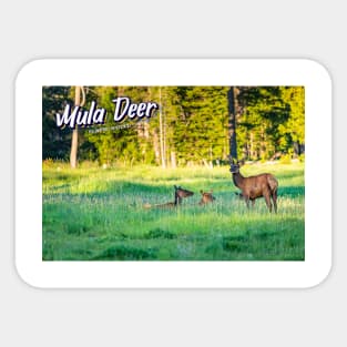 Mule Deer at Yellowstone Sticker